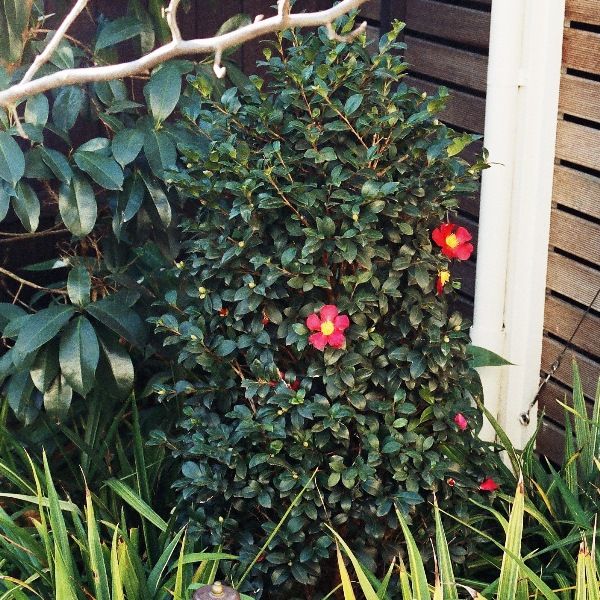 Camellia sasanqua 'Yuletide'