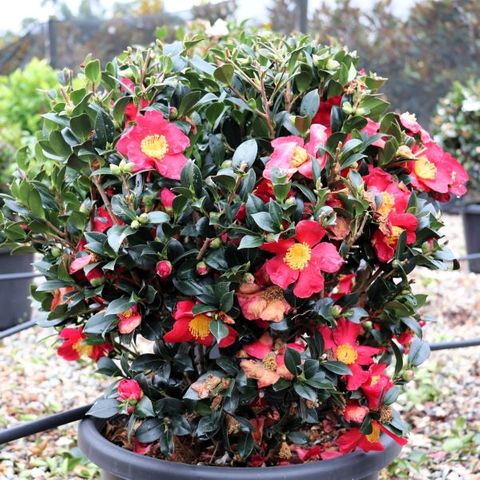 Camellia sasanqua 'Yuletide' Ball