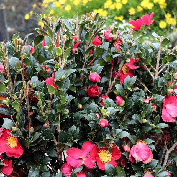 Camellia sasanqua 'Yuletide' Ball