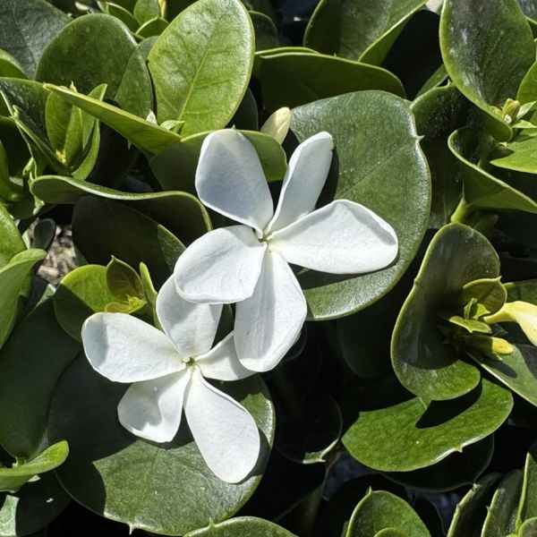 Carissa macrocarpa 'Desert Star'