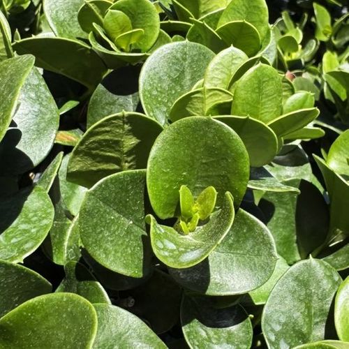 Carissa macrocarpa 'Desert Star'