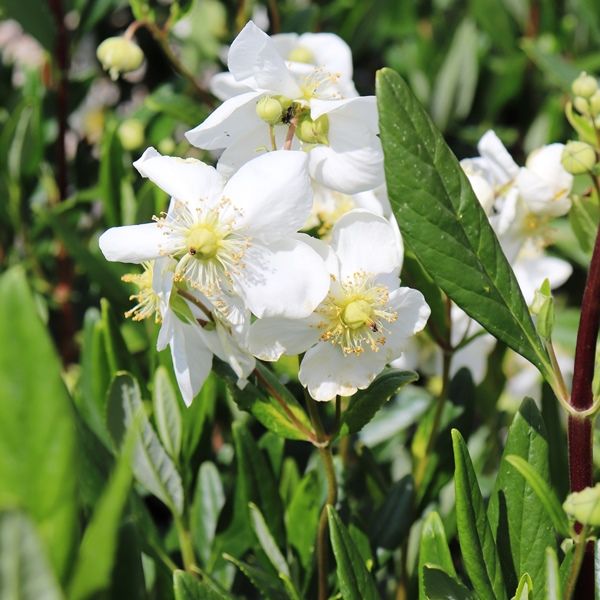 Carpenteria californica