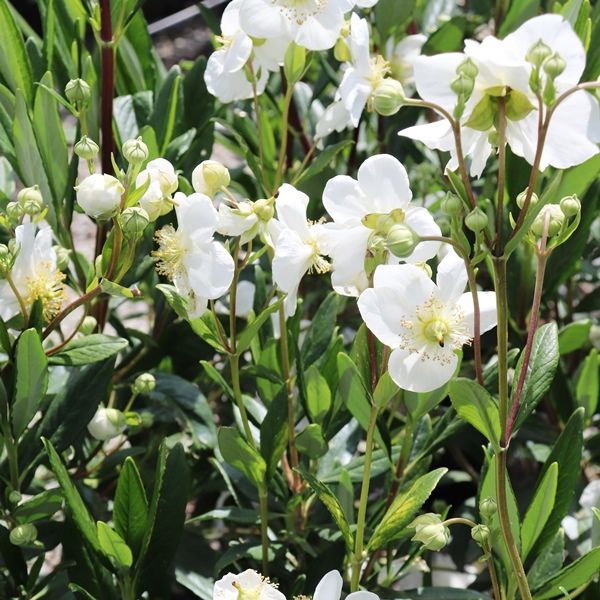 Carpenteria californica