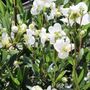 Carpenteria californica