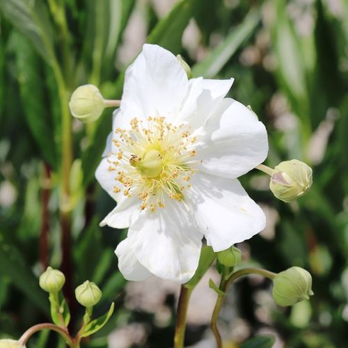 Carpenteria californica