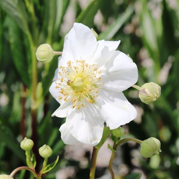 Carpenteria californica