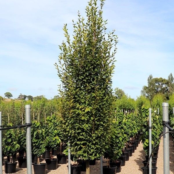 Carpinus betulus 'Fastigiata'