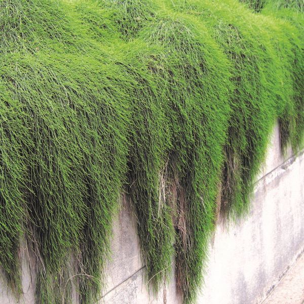 Casuarina glauca 'Cousin It'