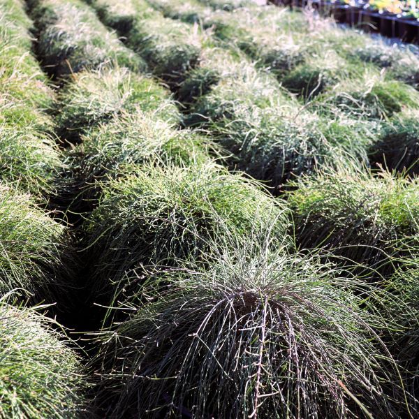 Casuarina glauca 'Cousin It'