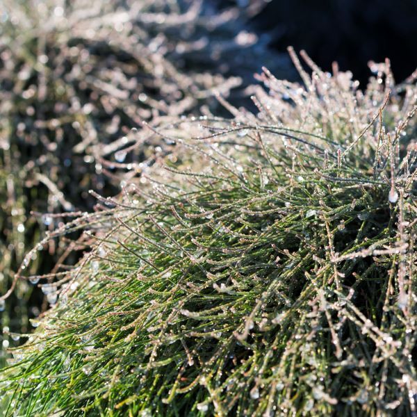 Casuarina glauca 'Cousin It'