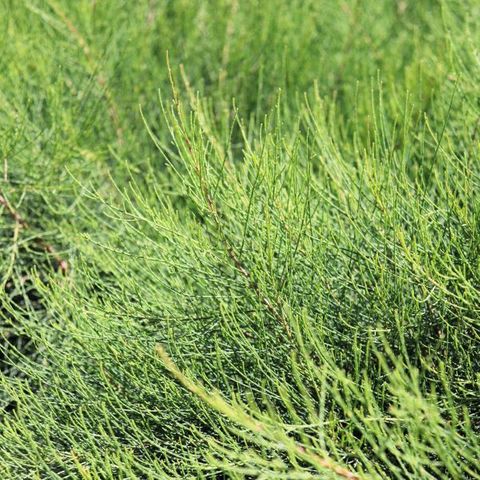 Casuarina glauca 'Greenwave' pbr