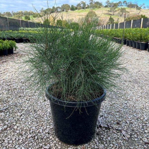 Casuarina glauca 'Greenwave' pbr