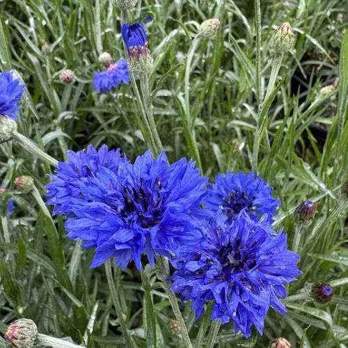 Centaurea cyanus 'Blue Boy'