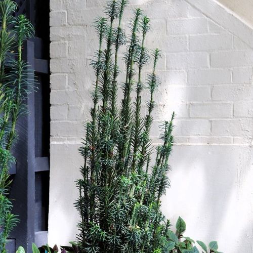 Cephalotaxus harringtonia Fastigiata