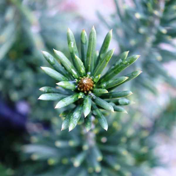 Cephalotaxus harringtonia Fastigiata