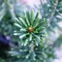 Cephalotaxus harringtonia Fastigiata