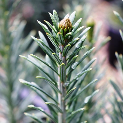 Cephalotaxus harringtonia Fastigiata