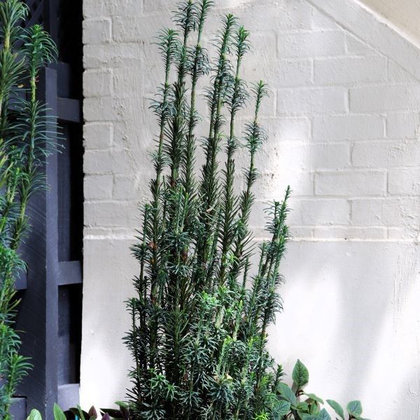 Cephalotaxus harringtonia Fastigiata - Warners Nurseries