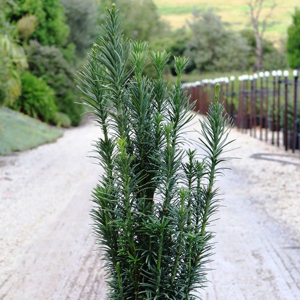 Cephalotaxus harringtonia Fastigiata