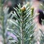 Cephalotaxus harringtonia Fastigiata