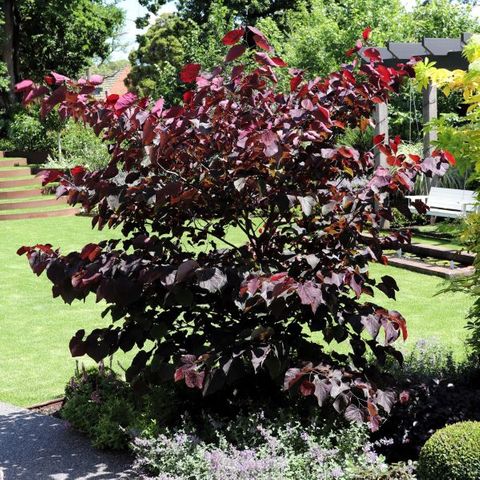 Cercis canadensis 'Forest Pansy'