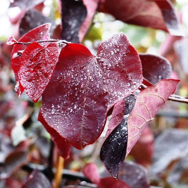 Cercis canadensis 'Forest Pansy'