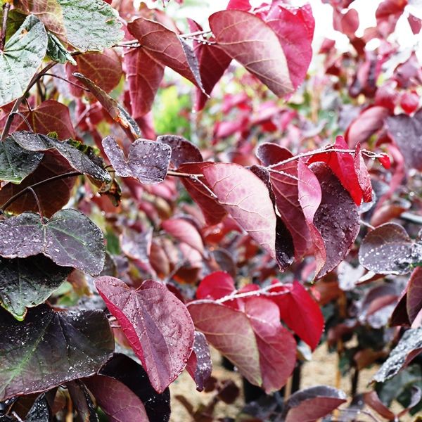 Cercis canadensis 'Forest Pansy'