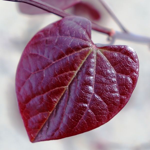 Cercis canadensis 'Forest Pansy'