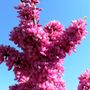 Cercis chinensis 'Avondale'