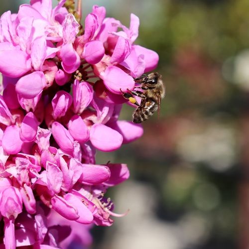 Cercis chinensis 'Avondale'