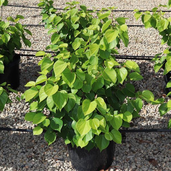 Cercis chinensis 'Faerie Queen'