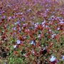 Ceratostigma griffithii