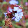 Ceratostigma griffithii