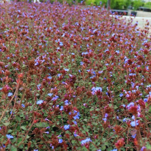 Ceratostigma griffithii