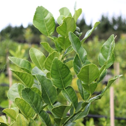Citrus hystrix Lime 'Thai'