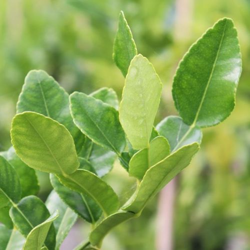 Citrus hystrix Lime 'Thai'