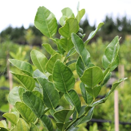 Citrus hystrix Lime 'Thai'