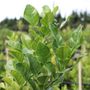 Citrus hystrix Lime 'Thai'