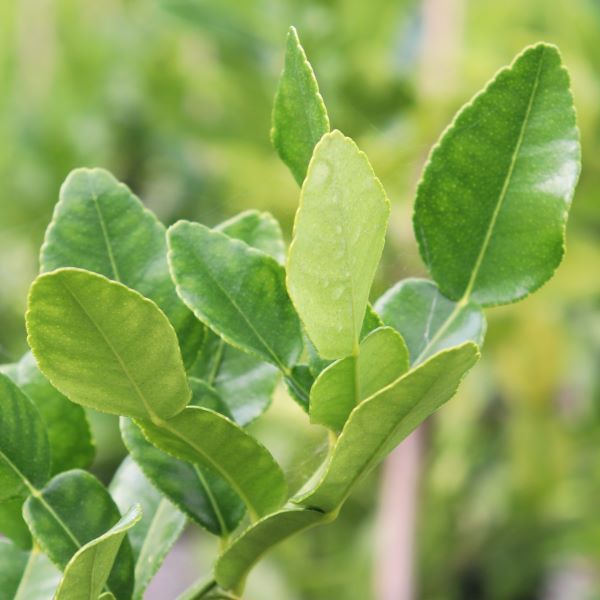 Citrus hystrix Lime 'Thai'