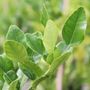 Citrus hystrix Lime 'Thai'