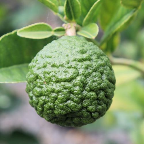 Citrus hystrix Lime 'Thai'