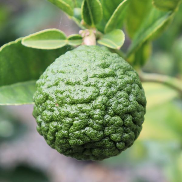 Citrus hystrix Lime 'Thai'