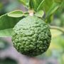 Citrus hystrix Lime 'Thai'