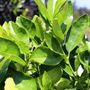 Citrus latifolia Lime Courtyard