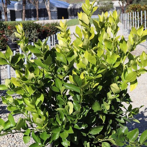 Citrus latifolia Lime Courtyard