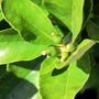 Citrus latifolia Lime Courtyard