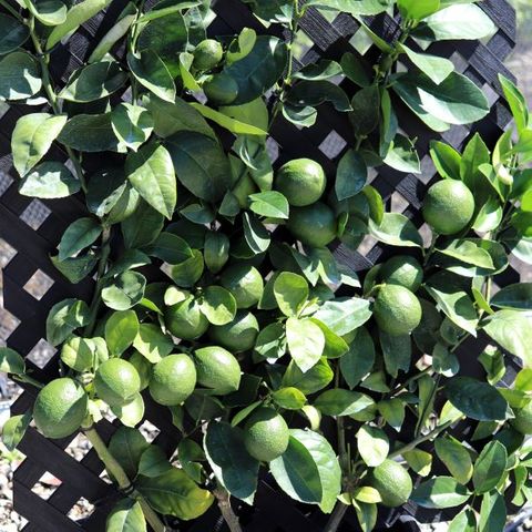 Citrus latifolia Lime Courtyard Trellis