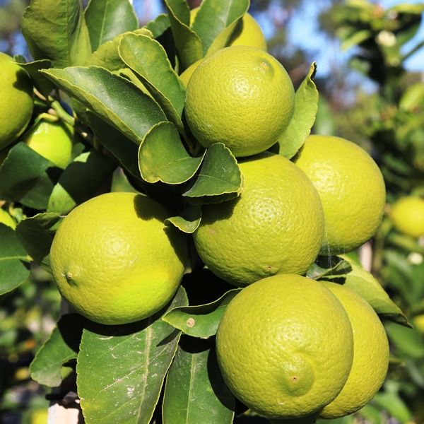Citrus latifolia Lime 'Tahitian' Warners Nurseries