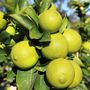 Citrus latifolia Lime 'Tahitian'