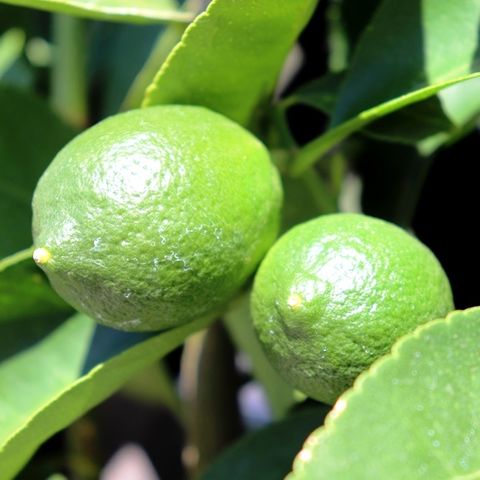 Citrus latifolia Lime 'Tahitian'
